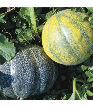 Melon Petit Gris de Rennes - crédit photo Kokopelli