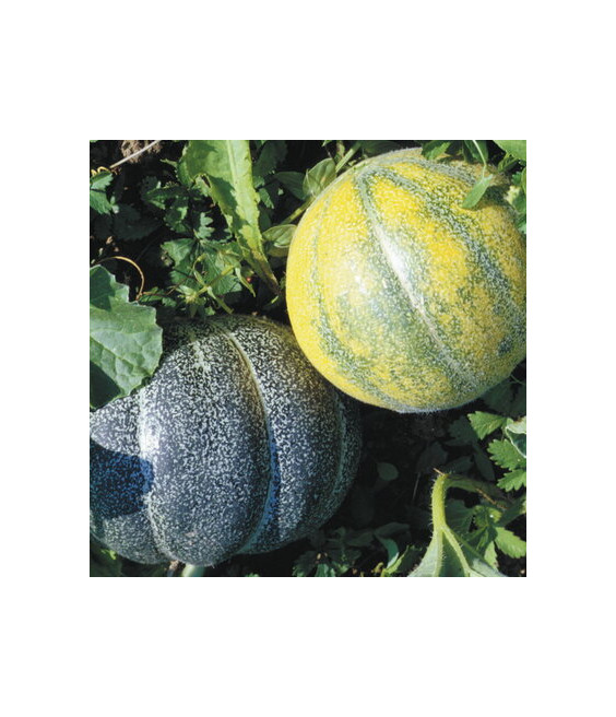 Melon Petit Gris de Rennes - crédit photo Kokopelli