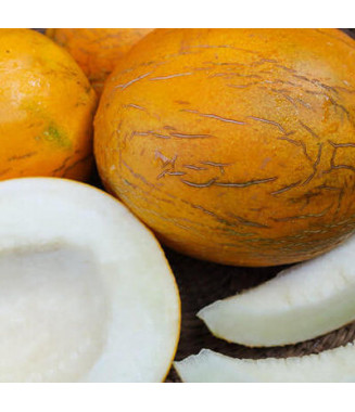 Melon Kazakh - crédit photo Kokopelli