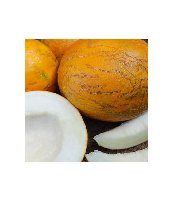 Melon Kazakh - crédit photo Kokopelli