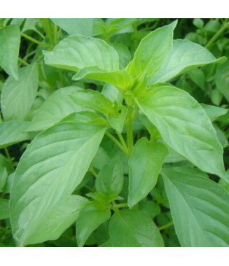 Basilic Tulsi Kali - crédit photo Kokopelli