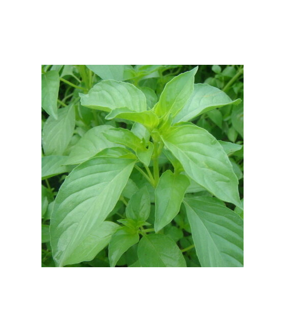 Basilic Tulsi Kali - crédit photo Kokopelli