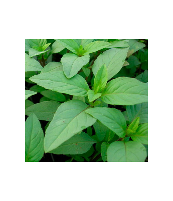 Basilic thaï lemon - crédit photo Kokopelli