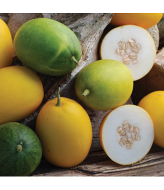 Melon Mango - crédit photo Kokopelli