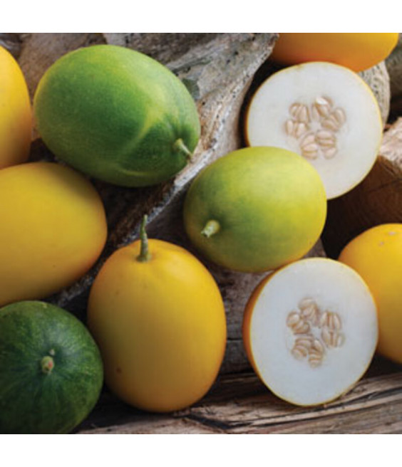 Melon Mango - crédit photo Kokopelli