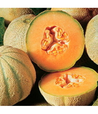 Melon Cantaloup Charentais - crédit photo Kokopelli