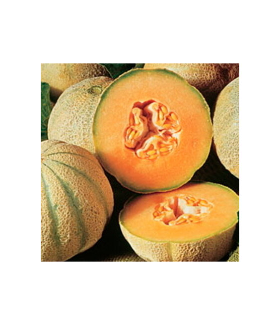 Melon Cantaloup Charentais - crédit photo Kokopelli