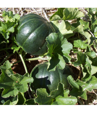 Melon Noir des Carmes - crédit photo Kokopelli
