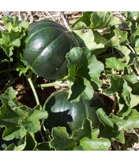 Melon Noir des Carmes - crédit photo Kokopelli