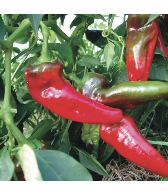 Poivron Italian Sweet - crédit photo Kokopelli