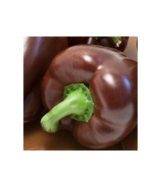 Poivron Chocolat - crédit photo Kokopelli
