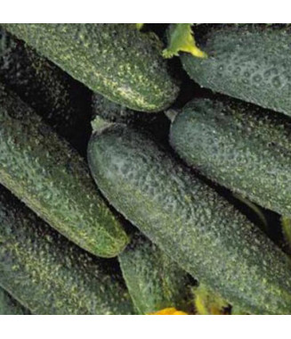 Cornichon vert fin de Meaux