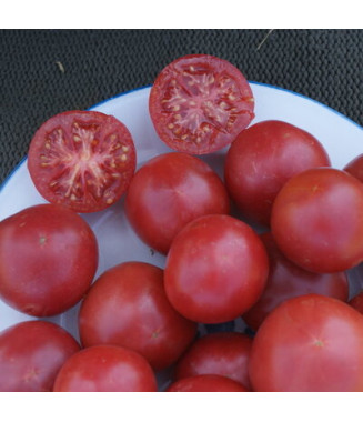 Tomate rose de Berne - crédit photo Kokopelli