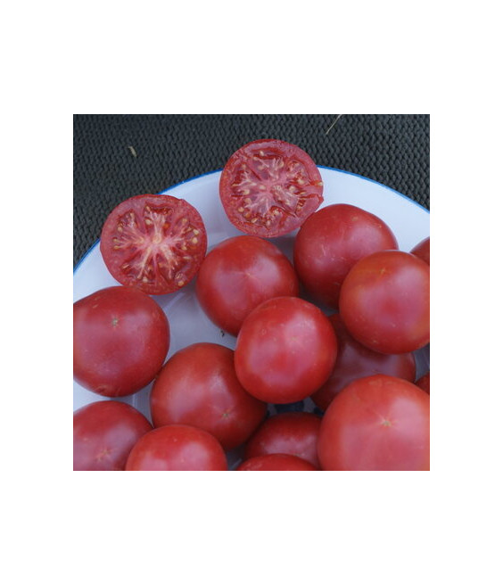Tomate rose de Berne - crédit photo Kokopelli