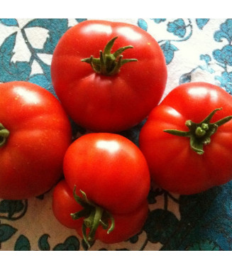 Tomate Marmande - crédit photo Wikimedia