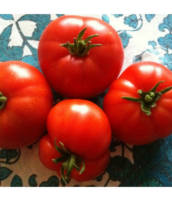 Tomate Marmande - crédit photo Wikimedia