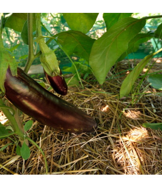 Aubergine longue violette de Naples - crédit photo Kokopelli