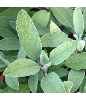 Sauge Officinale - crédit photo Kokopelli