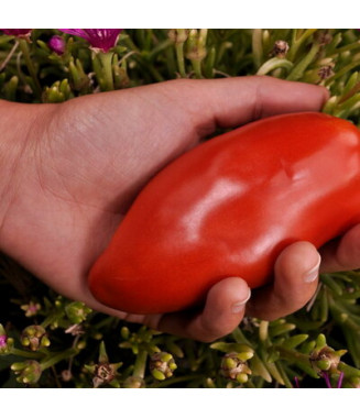 Tomate Cornue des Andes - crédit photos Kokopelli