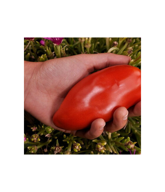 Tomate Cornue des Andes - crédit photos Kokopelli