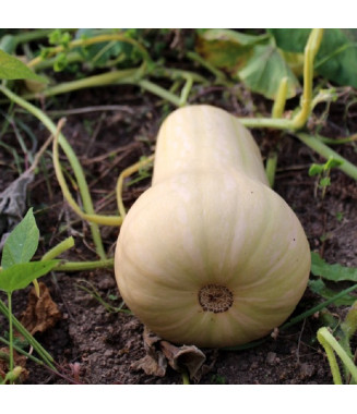Butternut - crédit photo Wikimedia