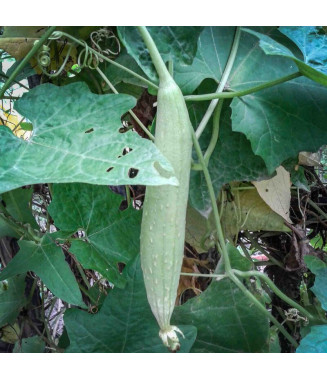 Courge Luffa - crédit photo Kokopelli
