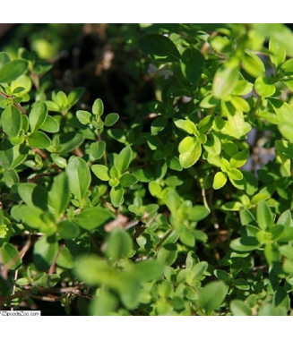 Thym Serpolet - crédit photo Wikimedia