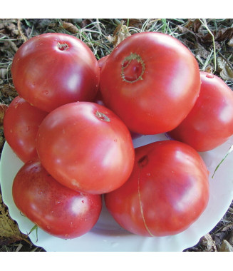 Tomate Gregori Altaï - crédit photo Kokopelli