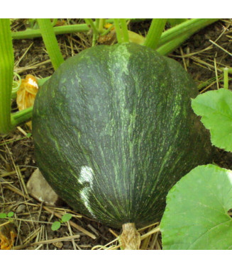 Courge Olive - crédit image Kokopelli