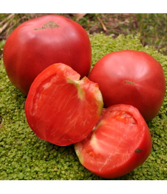 Tomate Dinner Plate
