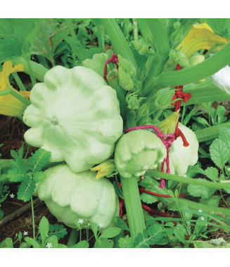 Pâtisson vert pâle de Bennings - crédit photo Kokopelli