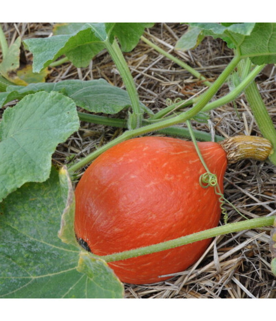 Potimarron Red Kuri - crédit photo Kokopelli