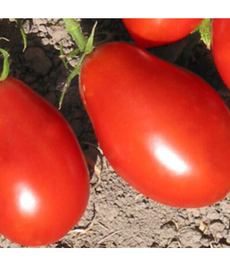 Tomate Spitze - crédit Kokopelli