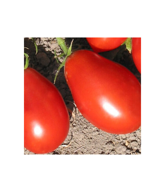 Tomate Spitze - crédit Kokopelli