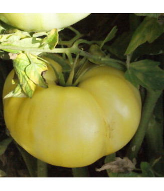 Tomate White Queen - crédit photo Kokopelli