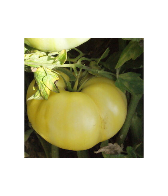 Tomate White Queen - crédit photo Kokopelli