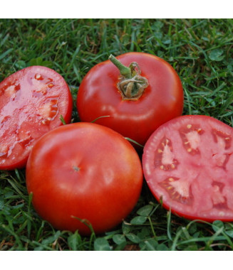 Tomate Muscat - crédit photo Kokopelli