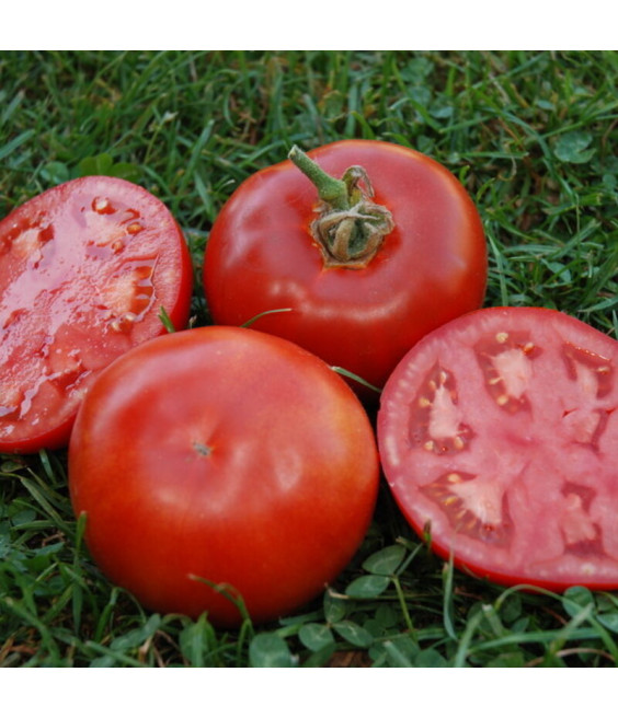 Tomate Muscat - crédit photo Kokopelli