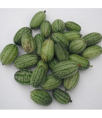 catalogus detail - Cucamelon - Concombre du Mexique