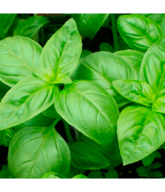 Basilic vert de Gênes - crédit photo Kokopelli