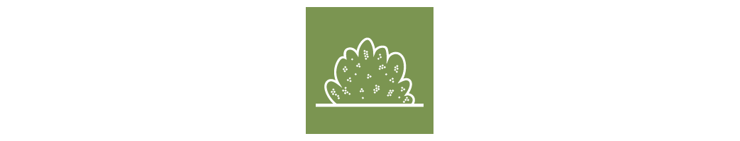Petits fruits