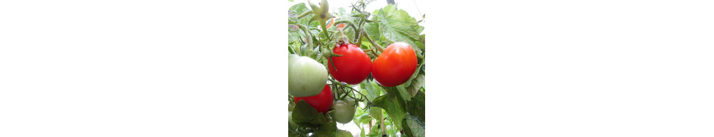 Tomates