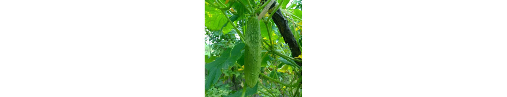 Concombres, cornichons