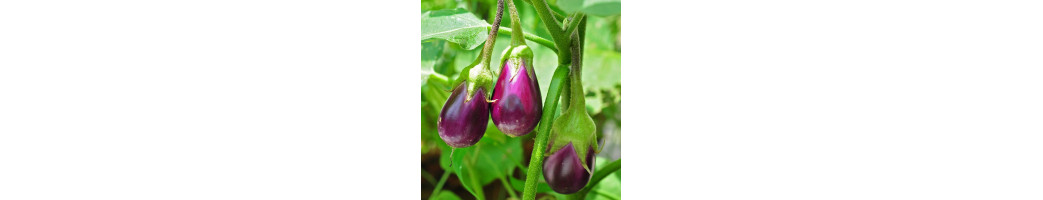 Aubergines