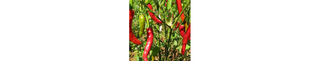 Poivrons, Piments