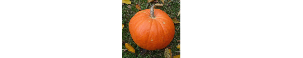 Courges